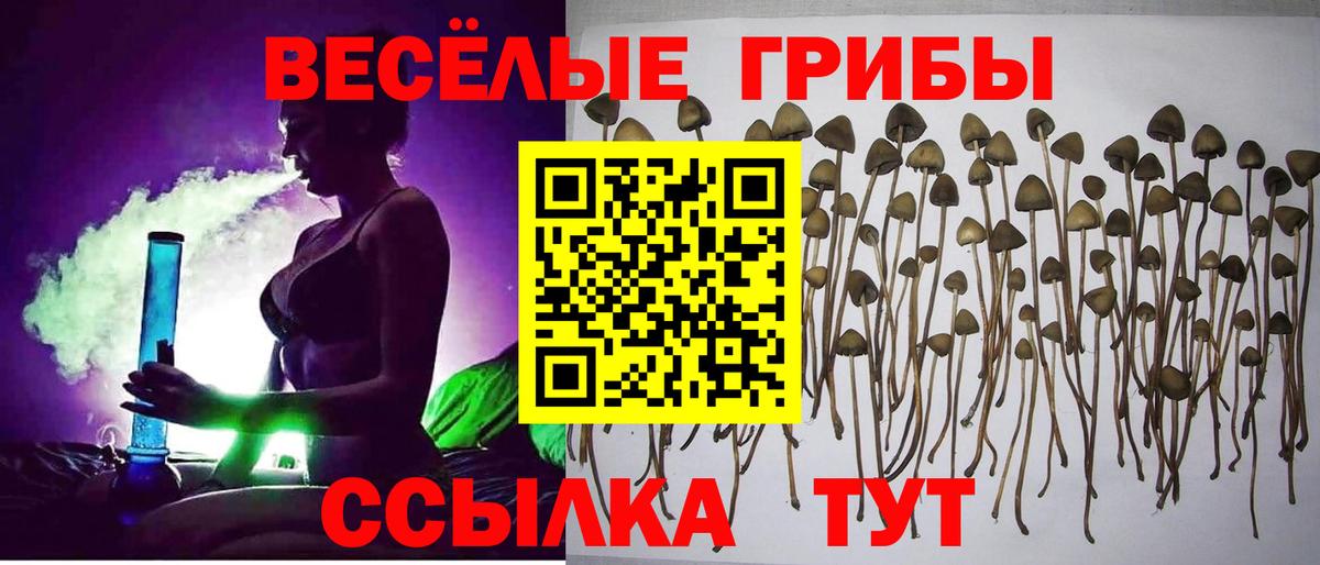Псилоцибиновые грибы Psilocybe Ртищево